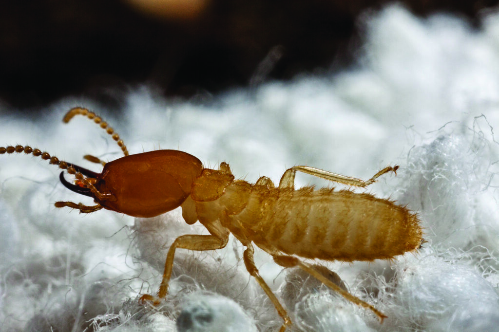 Termites Dodson Pest Control