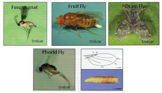 fruit flies vs gnats