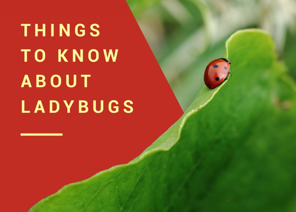 Ladybugs - Dodson Pest Control