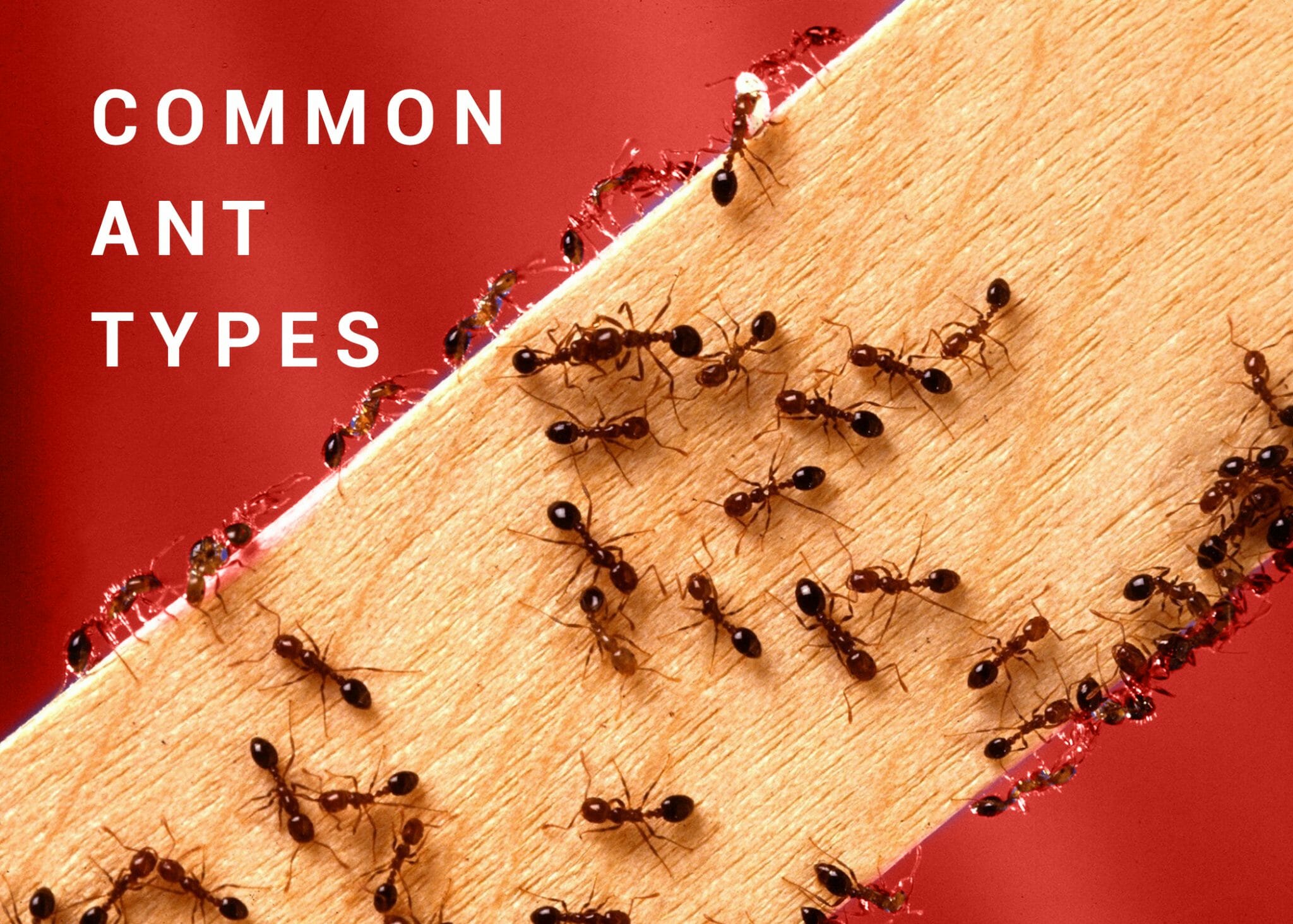 Common Ant Types Dodson Pest Control