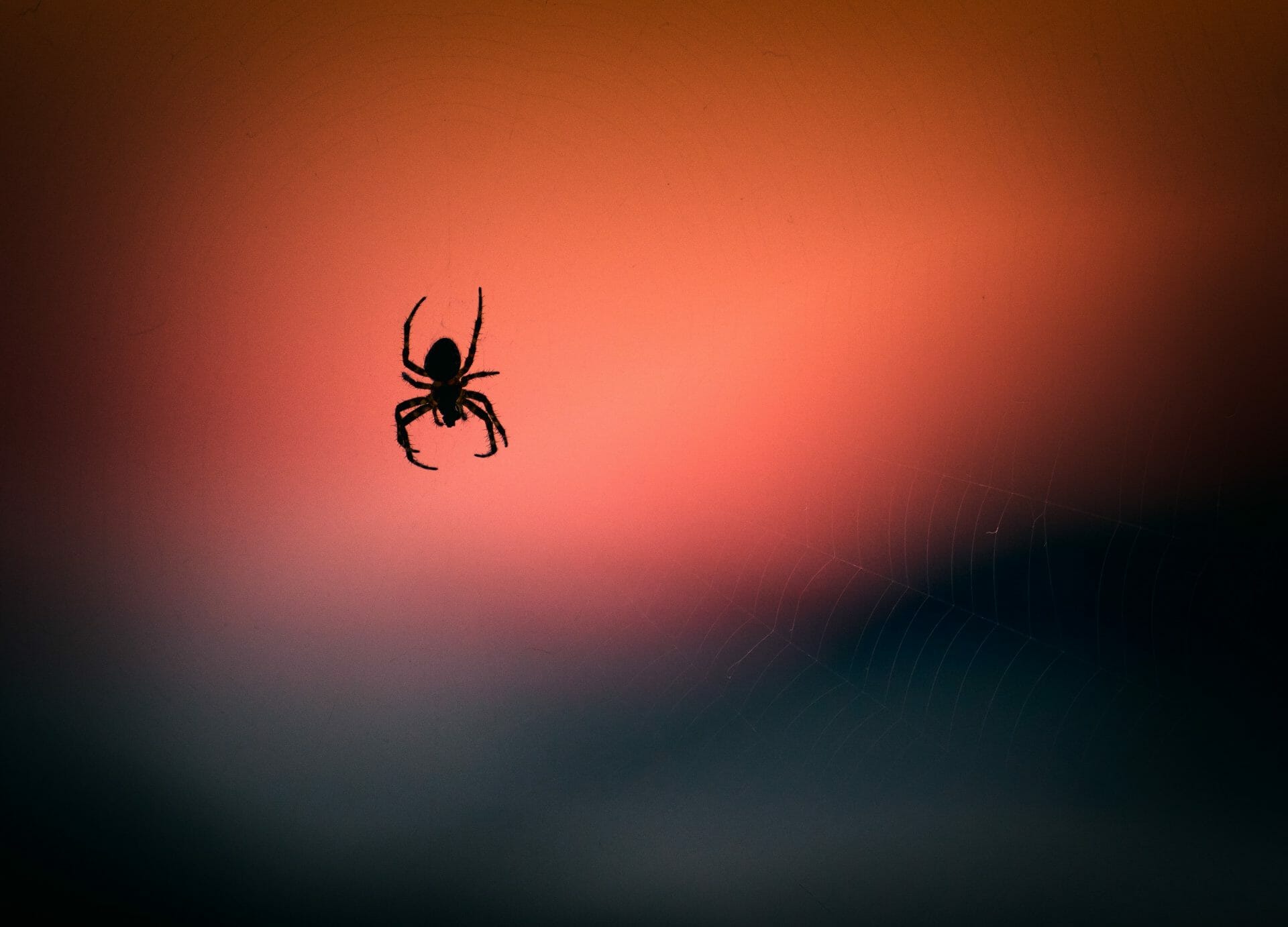 why-do-i-keep-seeing-house-spiders-dodson-pest-control