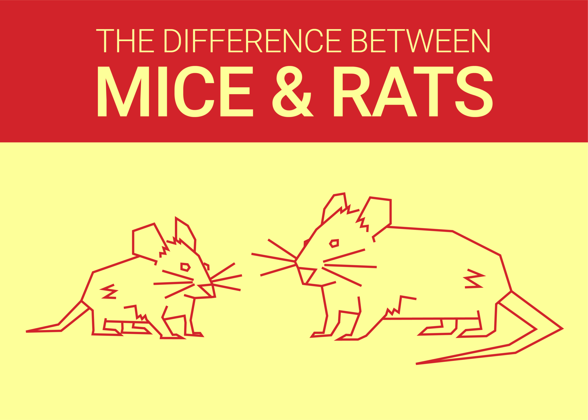 the-difference-between-mice-and-rats-dodson-pest-control