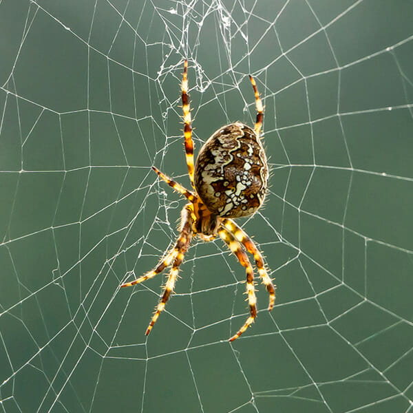 Different Types of Spiders in the Home - Dodson Pest Control