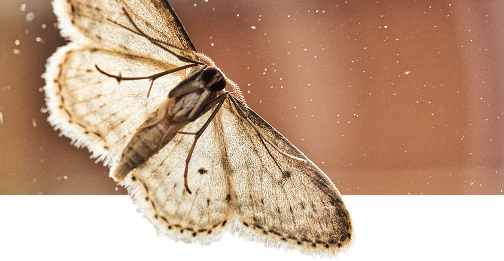 What to Do When You Have Moths in the Closet