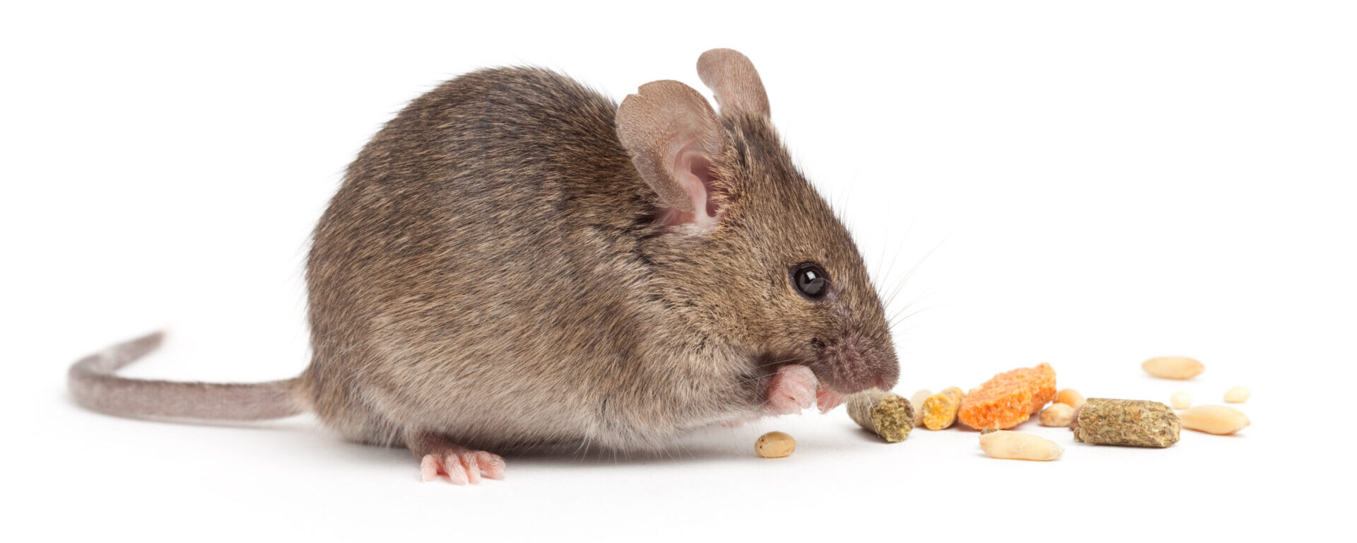 picture of mouse eating food