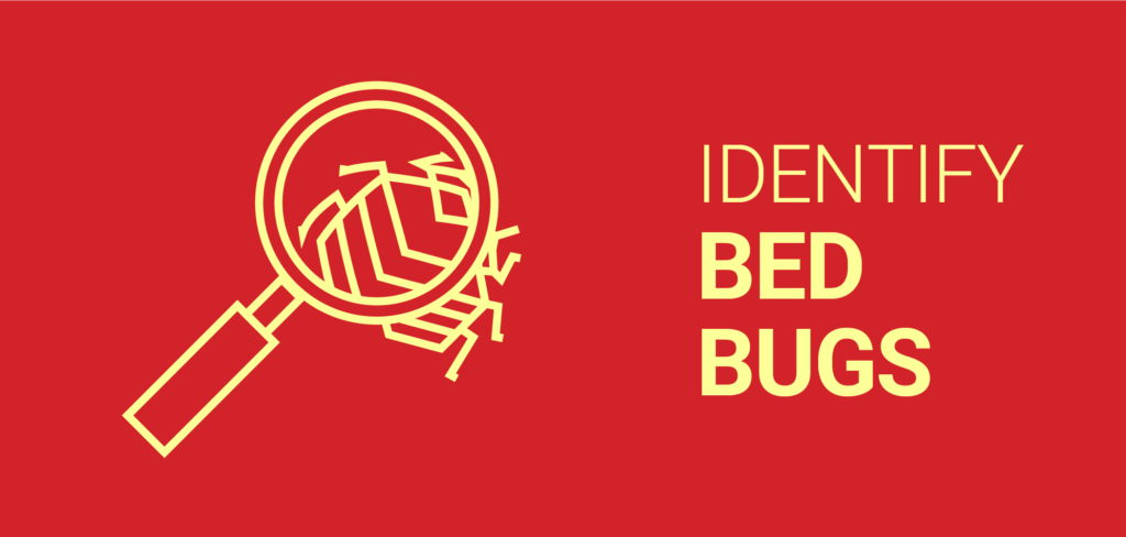 Bed Bugs: What do bed bugs look like? │ Dodson Pest Control