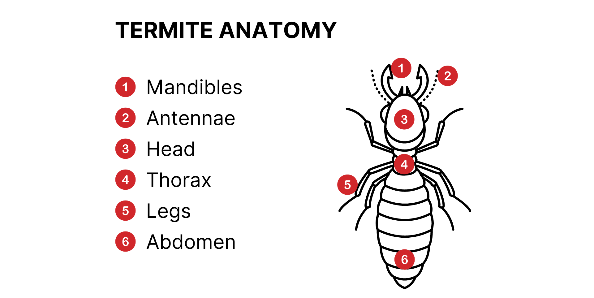 illustration of a termite body showing mandibles, antennae, head, thorax, legs, and abdomen