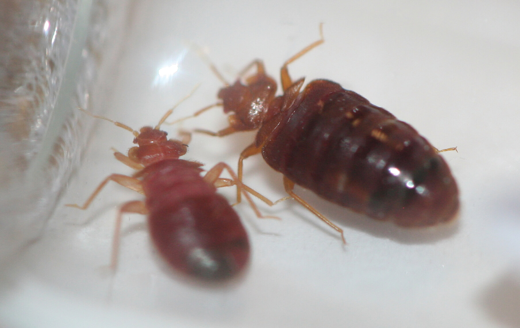 Bugs That Look Like Bed Bugs (With Pictures) - Dodson Pest Control