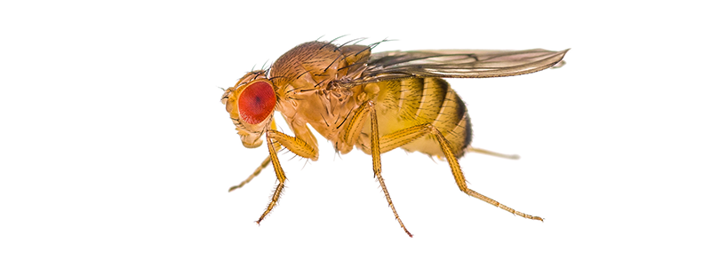 How to Get Rid of Fruit Flies - Dodson Pest Control