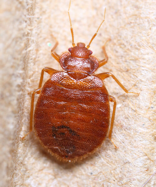 The Top 10 Things You Should Know About Bed Bugs - Dodson Pest Control