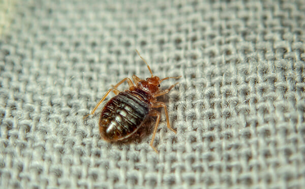 Do I have Fleas or Bed Bugs? - Dodson Pest Control
