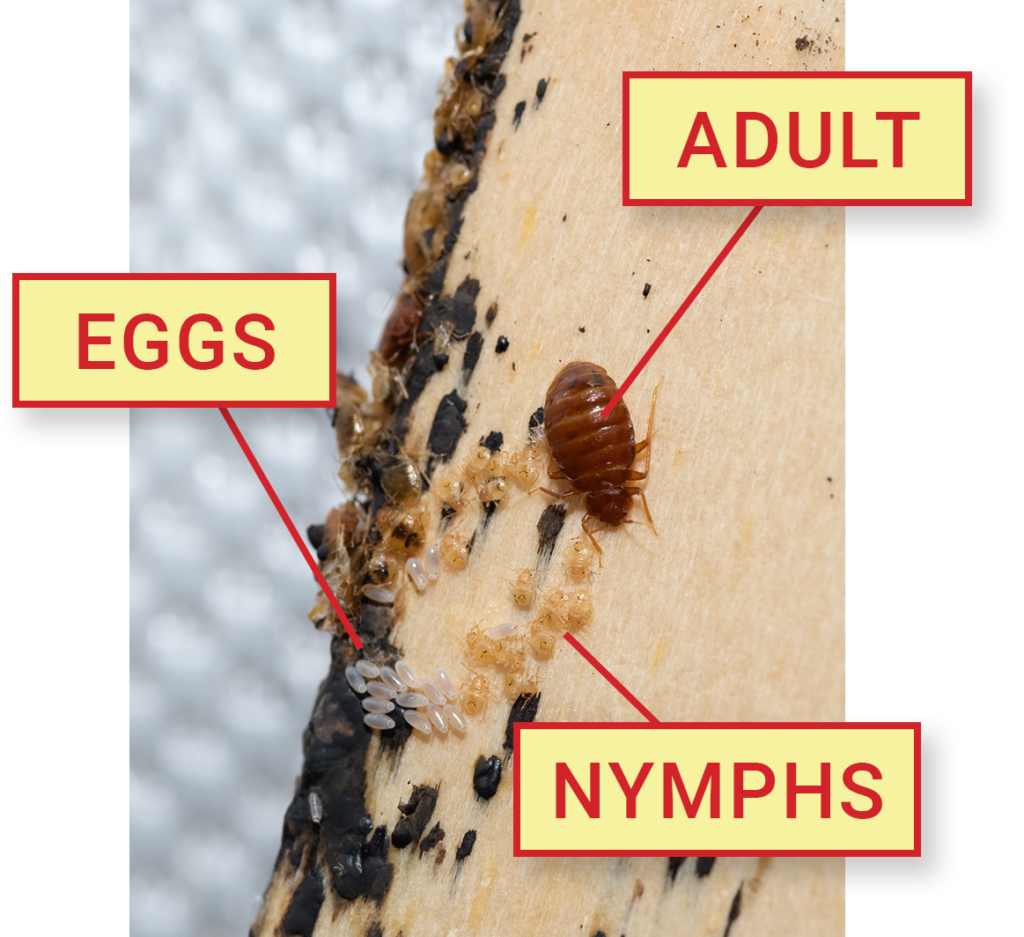 Bed Bug Life Stages (With Pictures) - Dodson Pest Control