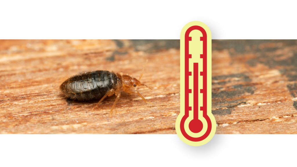 Does Heat Kill Bed Bugs? Dodson Pest Control