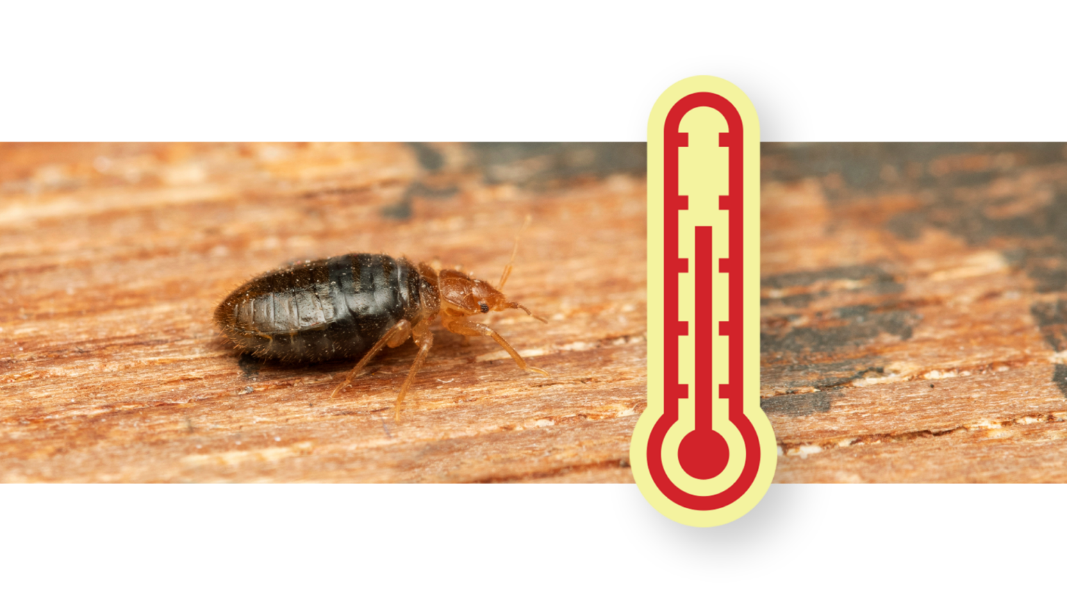 does-heat-kill-bed-bugs-dodson-pest-control