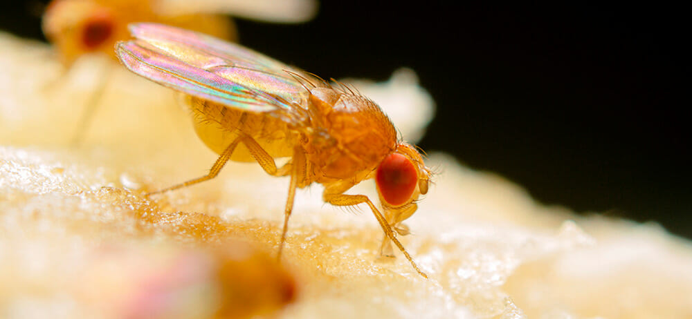 Blog - Where Did These Fruit Flies In My Spring Home Come From?
