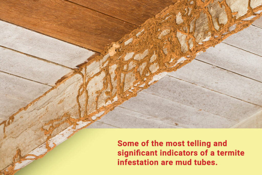 What Are Termite Mud Tubes? Dodson Pest Control