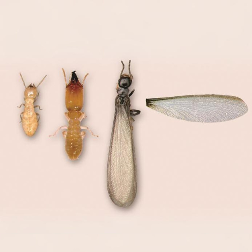 What Are Termite Droppings? - Dodson Pest Control